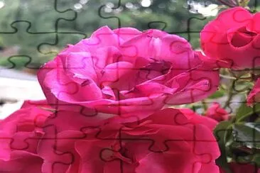 פאזל של flores