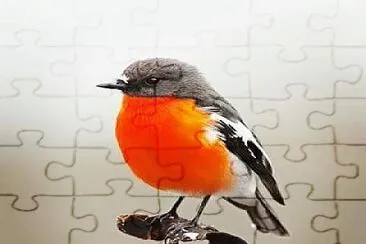 cores jigsaw puzzle