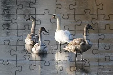 Famille cygne sur marais gelÃ© jigsaw puzzle