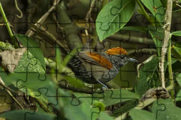פאזל של Codaspinosa ardesia