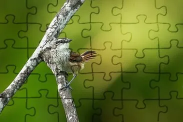 פאזל של Codaspinosa dalla collana
