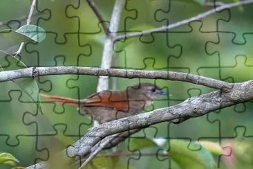 Codaspinosa della gujana jigsaw puzzle