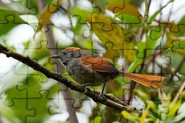 Codaspinosa di azara jigsaw puzzle