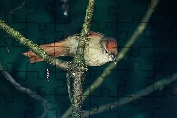 Codaspinosa sopraccigli cenere jigsaw puzzle