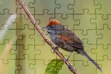 Codaspinosa di spix jigsaw puzzle
