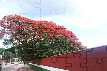 פאזל של flores
