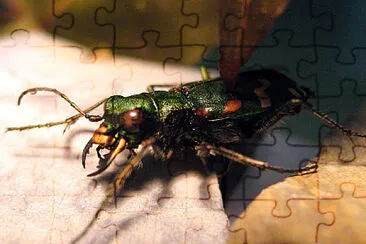 Cicindela gallica jigsaw puzzle