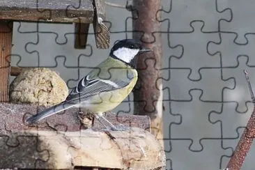 פאזל של MÃ©sange charbonniÃ¨re