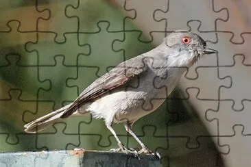 Tiranno occhiodifuoco