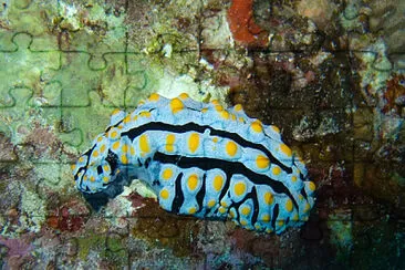 Phyllidia varicosa