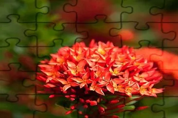flores jigsaw puzzle