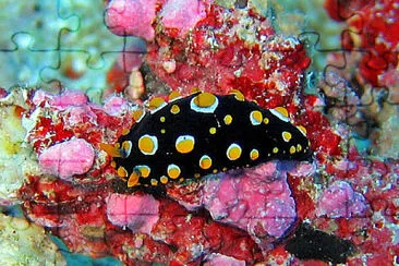 Phyllidia carlsonhoffi