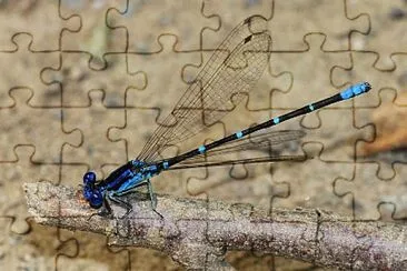 Argia sedula