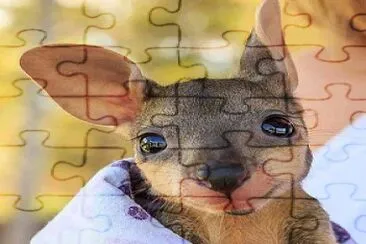 cangurito jigsaw puzzle