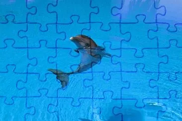 dolphin1 jigsaw puzzle