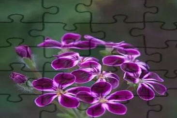 flores jigsaw puzzle