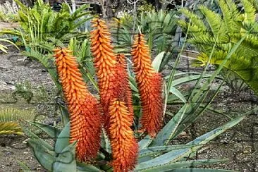 natural jigsaw puzzle
