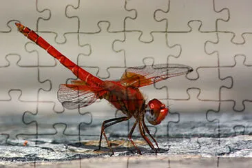 Trithemis kirbyi
