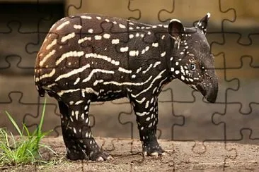Tapiro della malesia