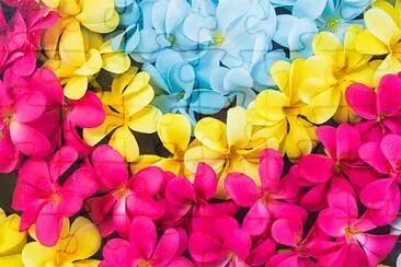 Flores 3