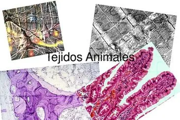 פאזל של TEJIDO ANIMAL 2