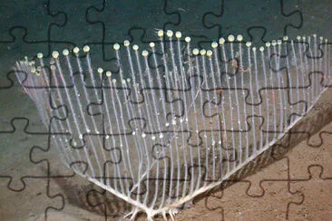 Spugna d 'arpa jigsaw puzzle