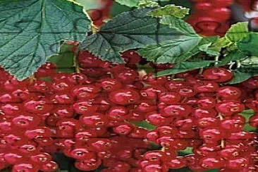 Fruta jigsaw puzzle