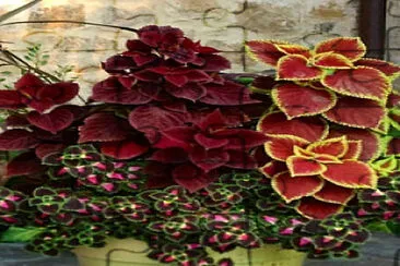 Flores jigsaw puzzle