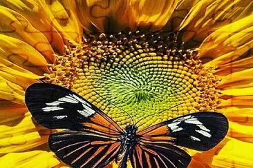 פאזל של mariposa