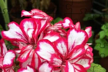 rosal jigsaw puzzle