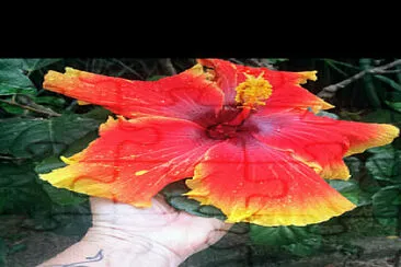 Flor jigsaw puzzle