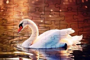 Cisne jigsaw puzzle