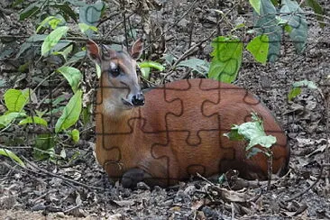 Cefalopo baio jigsaw puzzle