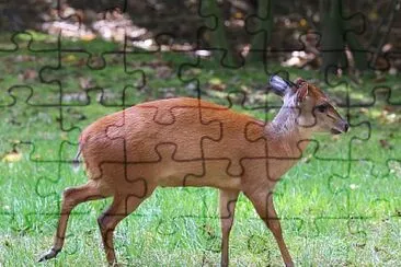 Cefalopo natalensis jigsaw puzzle