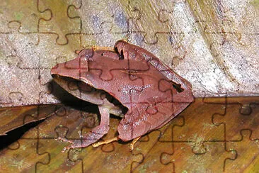 Eleutherodactylus minus jigsaw puzzle