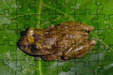 Eleutherodactylus ionthis jigsaw puzzle