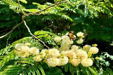 flores