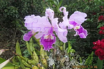 FLOWERS jigsaw puzzle