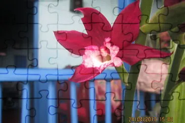 FLOWERS jigsaw puzzle