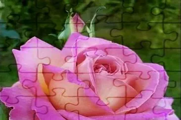 rosas jigsaw puzzle