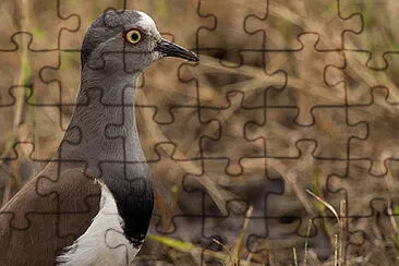 Pavoncella del senegal jigsaw puzzle