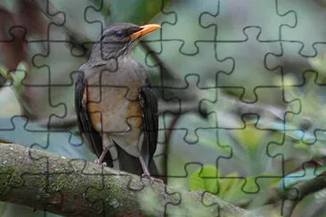 Tordo africano jigsaw puzzle