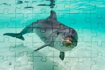 dolphin3