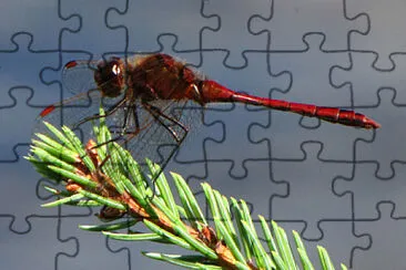 פאזל של Sympetrum costiferum