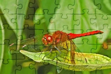 Sympetrum semicinctum jigsaw puzzle