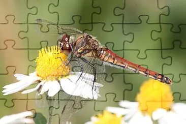 Sympetrum frequens jigsaw puzzle