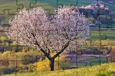 פאזל של arbol-cerezo