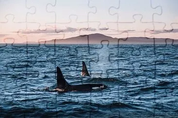 cores jigsaw puzzle
