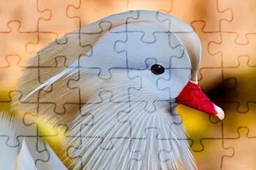 hermoso jigsaw puzzle