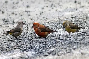 Red Crossbill, Myra Road Trail, Porters Lake, Nova jigsaw puzzle